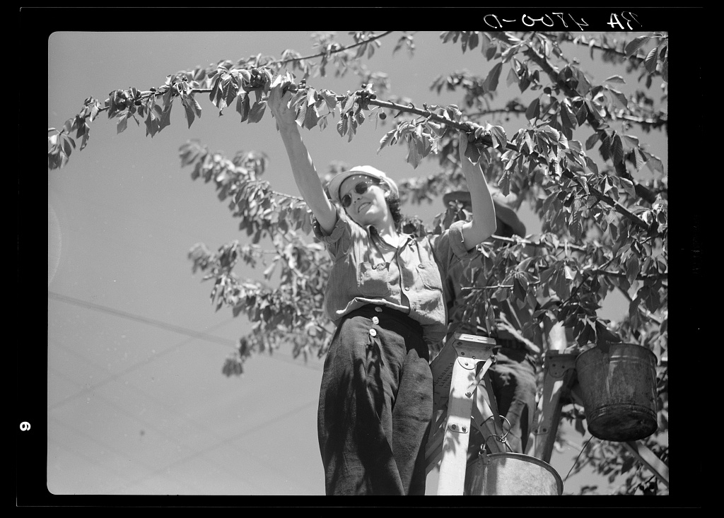 A woman wearing a hat and sunglasses stands on a ladder and reaches into a tree to pick a cherry.