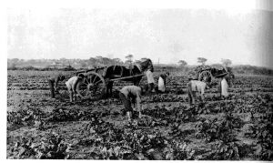 P.H. Emerson. The Mangold Harvest. 1887.