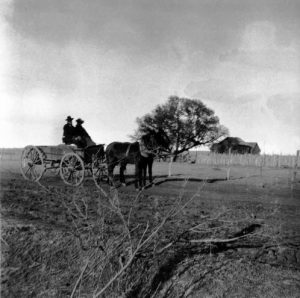 “Lifeoaktree.” Guion, Texas. February 28, 1900.