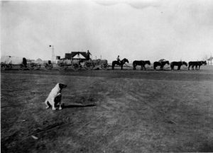 Texas frt. house. Horse train with dog in foreground. Plainview, Texas. 1899.